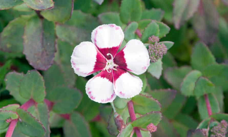 Dianthus ‘Elizabethan Pink’