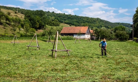 Making hay for animal feed in Zalánpatak, Transylvania, Romania.
