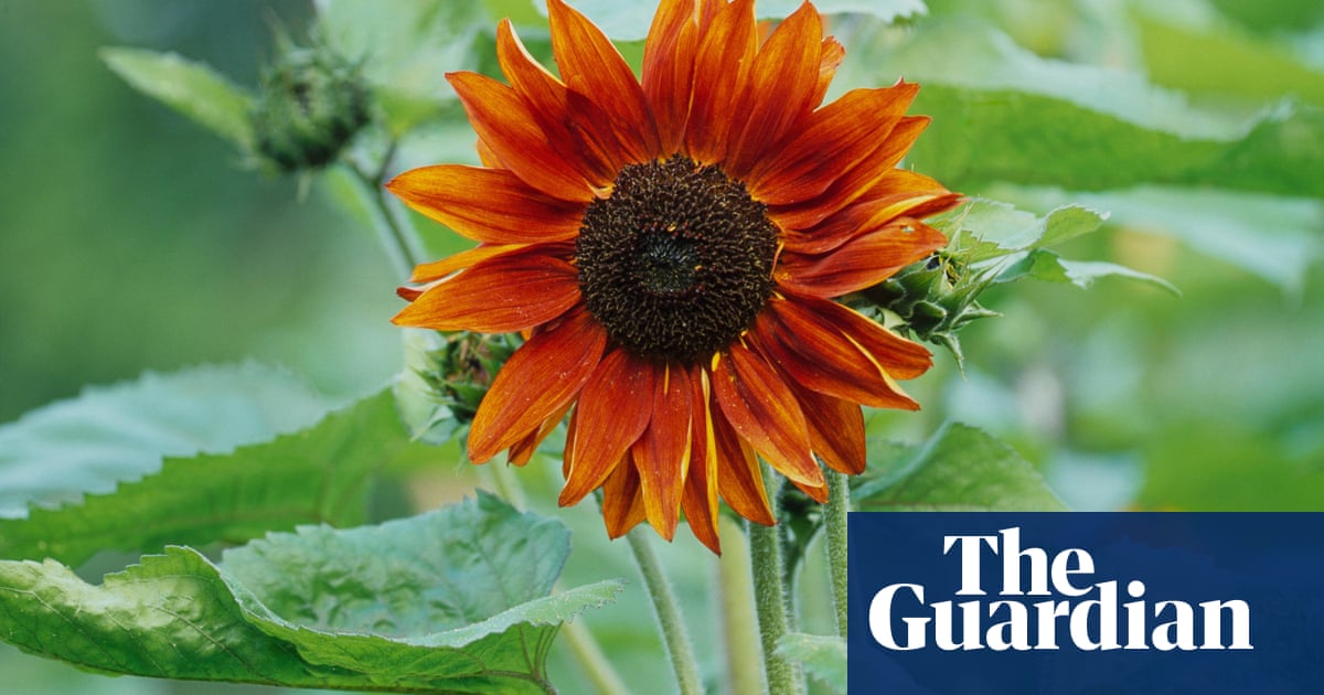 Alys Fowler Growing Sunflowers From Seed Life And Style The Guardian