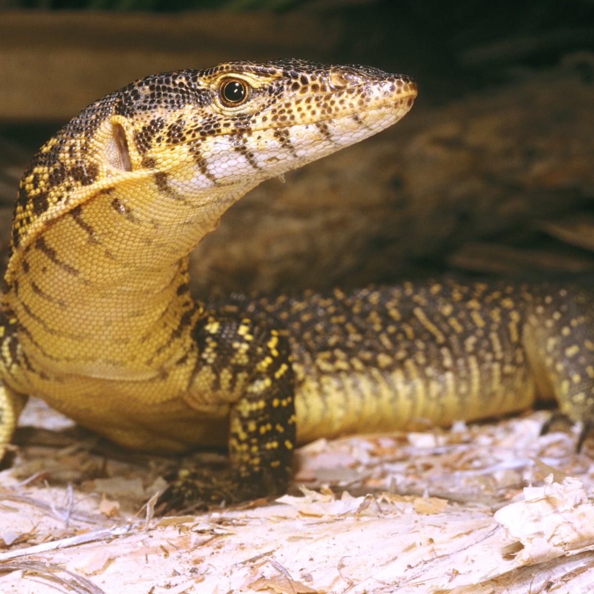 Red List Research Finds 26 000 Global Species Under Extinction Threat Endangered Species The Guardian