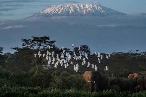 Elephants grazing with a view of the snow-capped Mount Kilimanjaro in the background at Kimana Sanctuary in Kimana, Kenya, 2 March