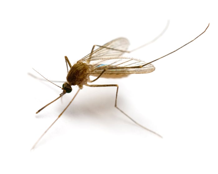 Mosquitoes found in Iceland for first time as climate crisis warms country