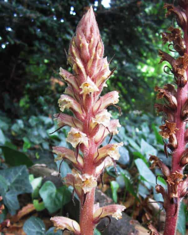 Mistletoe And Other Plant Parasites Life And Style The Guardian