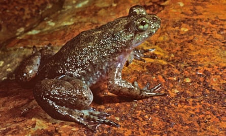 The southern gastric-brooding frog was native to Queensland, Australia, but is now considered extinct.