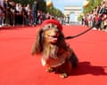 Scores of dachshunds with their owners took over the famous boulevard on 4 October for the annual 'Sausage Walk' during the fashion event