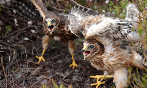 Vanished hen harriers prompt RSPB call for local community vigils Hen harrier chicks. The British grouse shooting sector claims to ‘work with police to stamp out incidents of raptor persecution’. Photograph: Owen Humphreys/PA