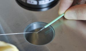 embryos prepared under a microscope