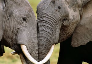 African elephants socialising in Amboseli National Park, Kenya.