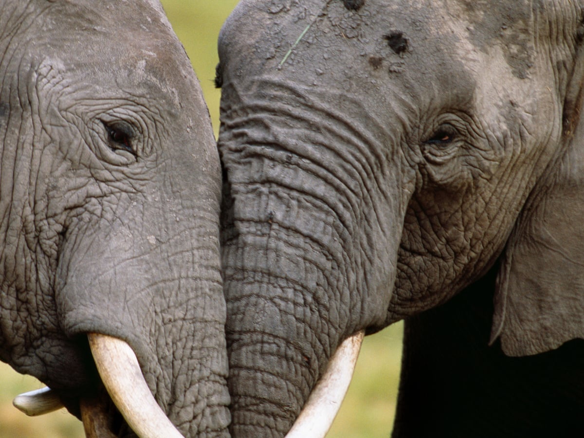 Long Term Memory Elephant