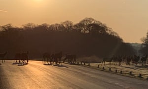 The view in Richmond Park at 6am.