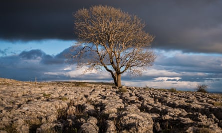 A tree on the limestone pavements above the village of Malham in the Yorkshire Dales.