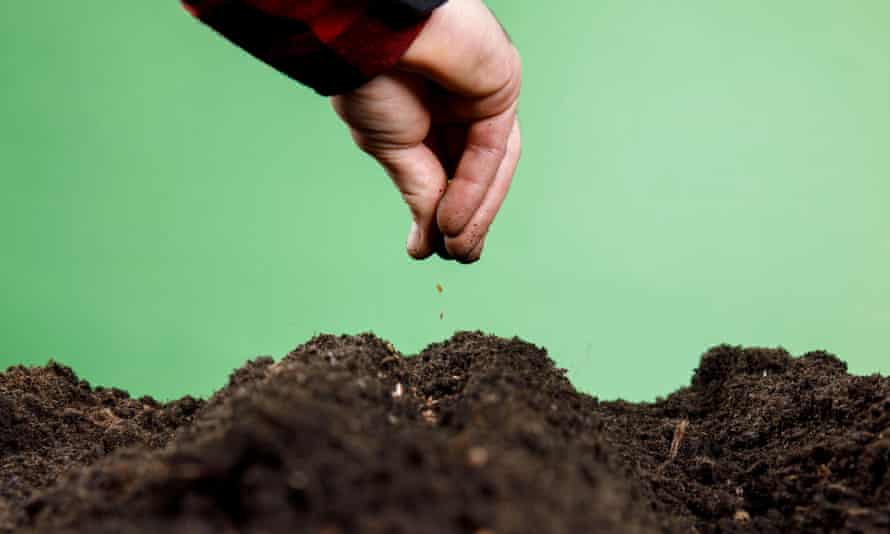 It’s important to keep soil healthy by adding fresh compost to the garden bed before planting.
