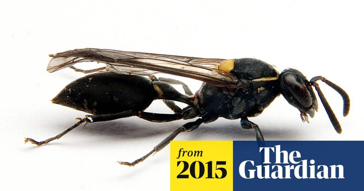 Wasp study finds sting in the tail for cancer cells