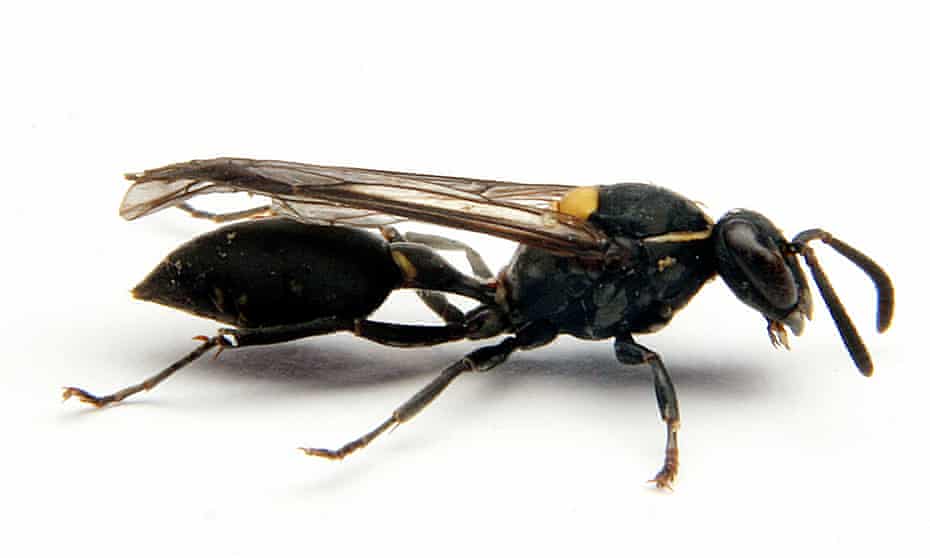 The Brazilian social wasp Polybia paulista, which has a cancer-fighting sting venom.
