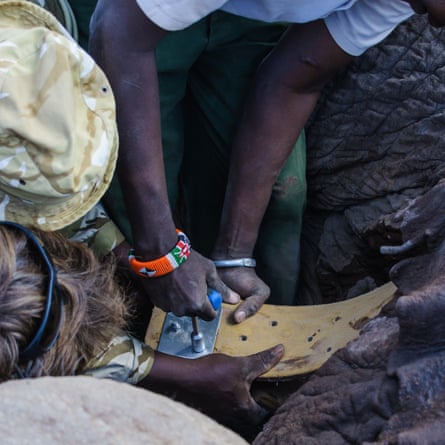 A tracking collar is fitted to elephant Tim in Amboseli National Park, Kenya, on 10 September 2016.