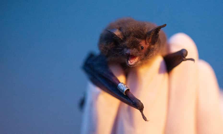 A bat is monitored by conservationists for signs of heat stress in British Columbia, Canada.