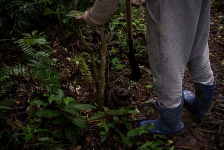 Las piernas de alguien con pantalones grises y botas de goma azules usando un teléfono móvil para fotografiar una plántula en un bosque.
