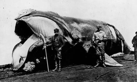 Hunters with a Baleine Whale at the Great Whaling Station, Christiana, circa 1900. 