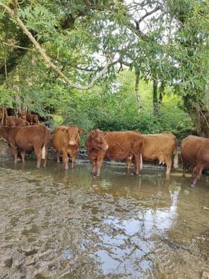 Gloucestershire, UK: cows on a farm take shade and cool off in a river