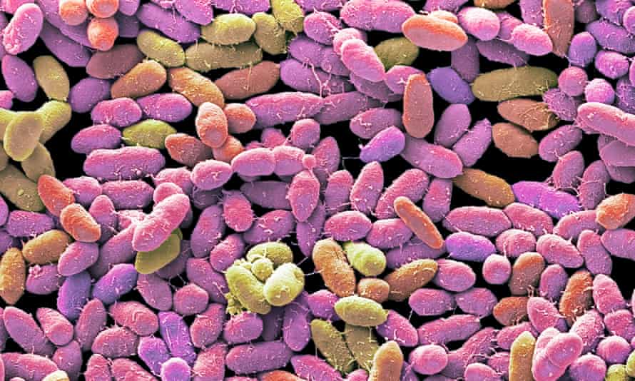 Bactérias fecais sob um microscópio.  Os cientistas ainda estão tentando entender exatamente como o microbioma afeta nossa saúde e como pode ser manipulado.