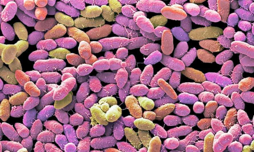 Fecal bacteria under the microscope.  Scientists are still discovering exactly how the microbiome affects our health and how it can be manipulated.