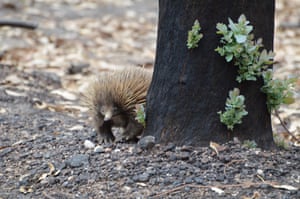 An echidna on Kangaroo Island