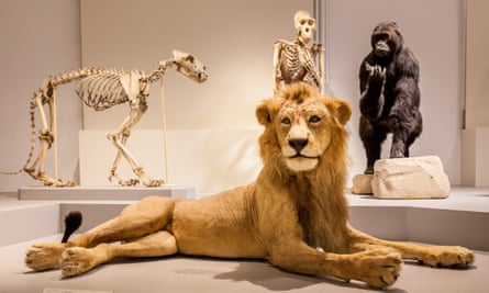 Stuffed lion at the Musée d’Histoire Naturelle de Lille