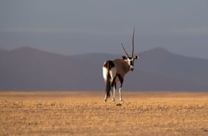 A gemsbok or South African oryx (Oryx gazella) in the Namib-Naukluft national park in Namibia