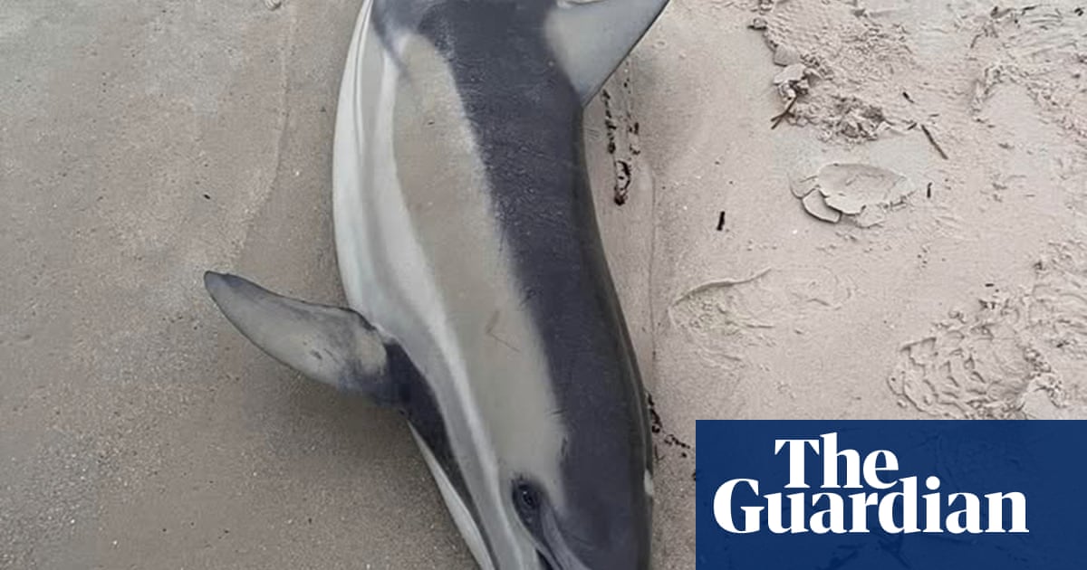 Labor to use black summer-era measure to fast-track algal bloom response as dolphin washes up on beach | South Australia Labor to use black summer-era measure to fast-track algal bloom response as dolphin washes up on beach | South Australia