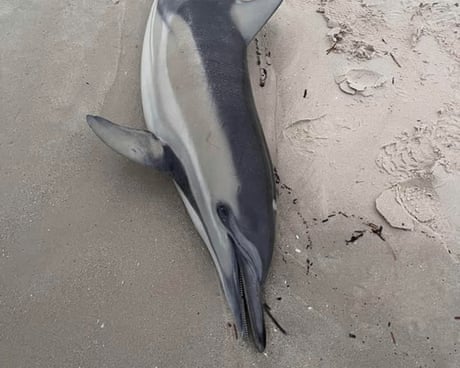 Dead dolphin washed at Henley beach