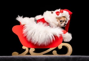 Dolly il Chihuahua