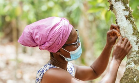 Madam Regina Quayson, 50, hand-pollinating a cocoa tree wearing glasses provided by VisionSpring.