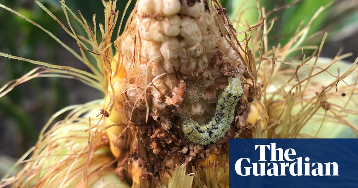 US farmers face plague of pests as global heating raises soil temperatures