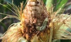 US farmers face plague of pests as global heating raises soil temperatures
