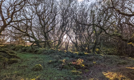 Lors d'une journée ensoleillée d'automne, une vue sur la forêt pluviale tempérée de Ty Canol, dans le Pembrokeshire, au Pays de Galles.