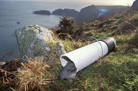 A black rat enters a poison bait trap on Lundy Island in north Devon