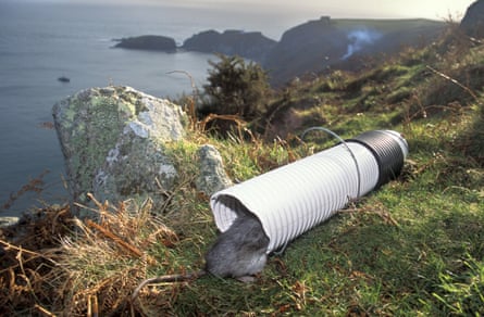 A black rat enters a poison bait trap on Lundy Island in North Devon