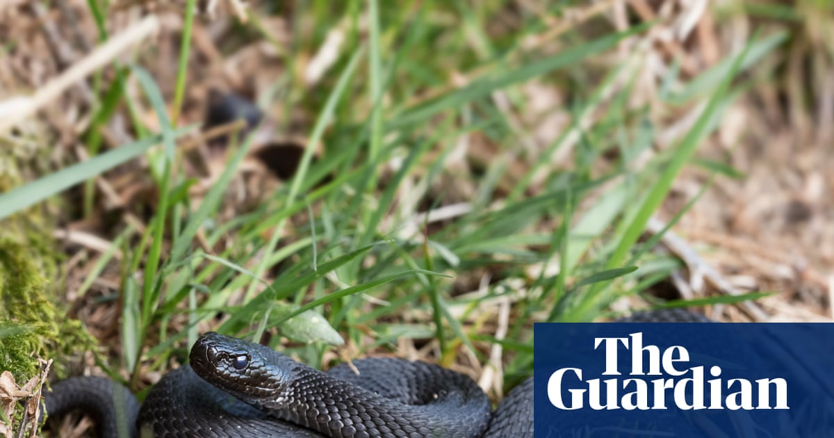 Young country diary: A close call with a black adder | Orla