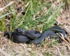 Young country diary: A close call with a black adder | Orla