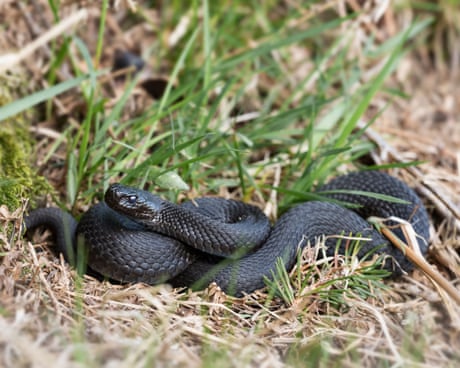 Young country diary: A close call with a black adder | Orla