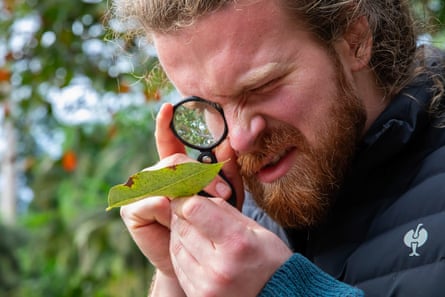 A horticulturist holds a loupe to one eye as he inspects faecal droppings on a leaf.