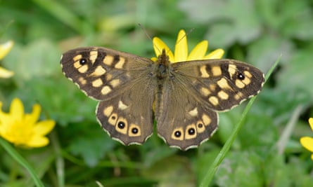 A brown butterfly with yellowish markings next to yellow flowers and leafy background