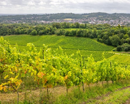 Scenic view of green vineyard at Denbies Wine Estate in the Surrey countryside near Dorking. England, UK2RMD690 Scenic view of green vineyard in the Surrey countryside near Dorking. England, UK