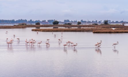 Flamingos in the wetlands of Mesolongi.
