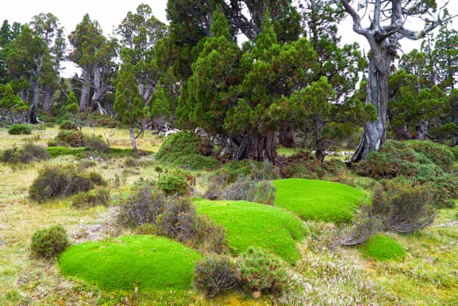 Giant cushion plants in an ancient pencil pine forest in the Walls of Jerusalem national park
