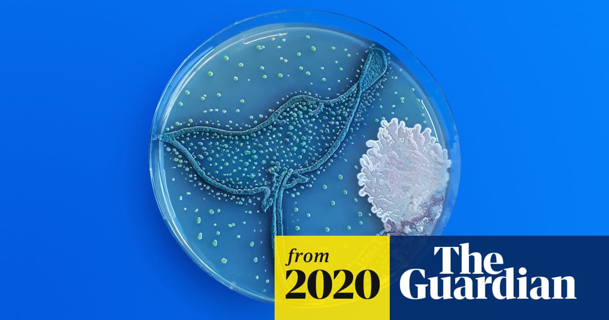 Art in a petri dish: the Agar art awards 2020 – in pictures