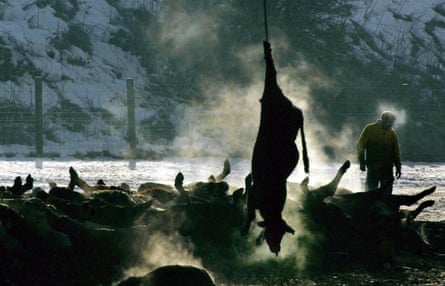 A dead cow being added to a pile of carcasses due to be burned at Netherplace Farm in Lockerbie, Scotland