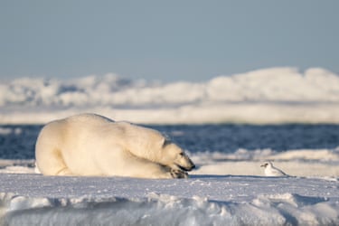 A polar bear contemplates an ivory gull in the pack ice north