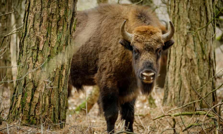 A European bison in the Maashorst nature reserve, the Netherlands, in 2017.