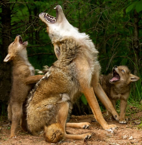 Wily coyotes thrive in Central Park as animals adapt to urban life across US Wily coyotes thrive in Central Park as animals adapt to urban life across US